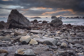 目前栽培的景天类花卉种类都有什么？